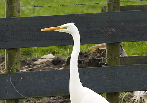 Grotezilverreiger190107H